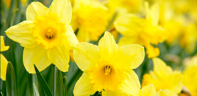 flores